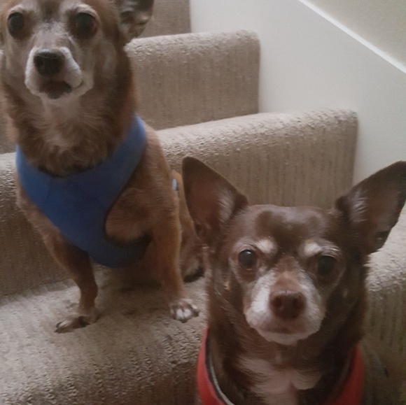 Meet your Posher, Elizabeth - Picture 3 of 5